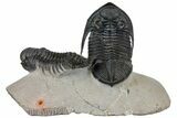 Zlichovaspis & Crotalocephalina Trilobites - Stunning Preparation #126305-1
